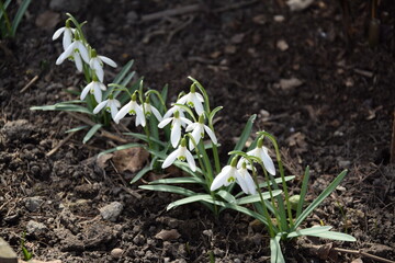 Snowdrops line in spring garden