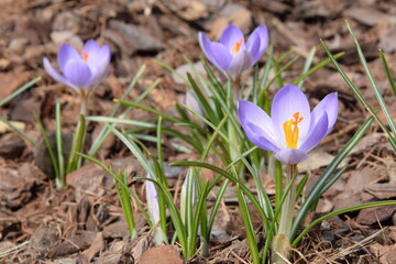 Crocuses purple spring flowers