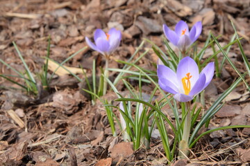 Crocuses purple blooming spring flowers