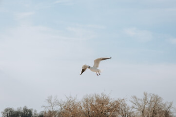 A beautiful white sea gull flies against the blue sky, soaring above the clouds on a sunny spring day. Photography of birds.