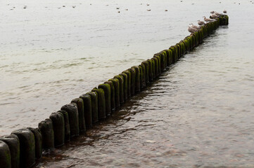 Mewy stojące na drewnianym falochronie nad Bałtykiem, Międzyzdroje, Polska © LukaszB