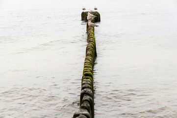 Mewy stojące na drewnianym falochronie nad Bałtykiem, Międzyzdroje, Polska © LukaszB