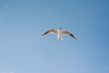 Fototapeta na wymiar A beautiful, large white sea gull flies against the blue sky, soaring above the clouds, spreading its long wings. Photo of a bird.