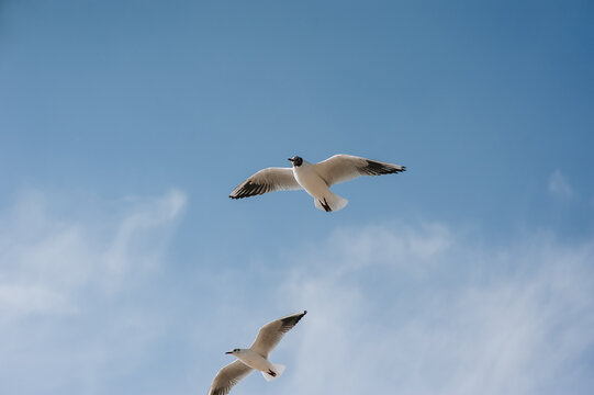 Large white seagulls fly against the blue sky, hovering above the clouds, spreading their long wings during the day. Summer, spring photography of a bird.