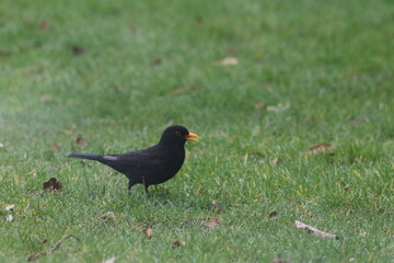 Amsel im Garten auf Futtersuche