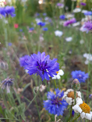 Cornflowers in a meadow with other wildflowers