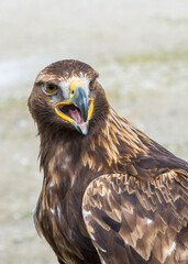 Close up of a Harris Hawk Bird of prey