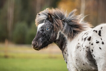 Portrait of beautiful appaloosa breed pony with blue eyes