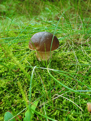 borowik grzyb  boletus, mushroom © TomartTomaszBauer