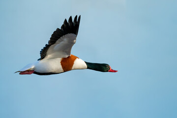 outstretched wings of a shelduck in flight