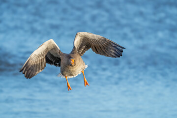 single Greylag Goose flying head on into the wind, taking off from water in the United Kingdom