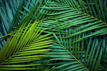 Poster closeup nature view of palm leaves background textures © Nabodin