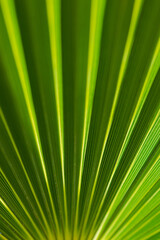 palm leaf background