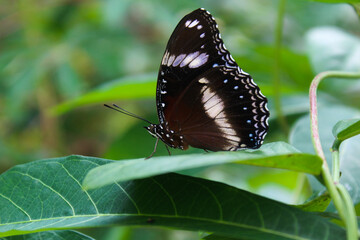 Fototapeta na wymiar A black butterfly perched on a leaf.