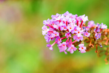 Naklejka premium Close up of buddleja davidii or summer lilac, butterfly-bush, or orange eye