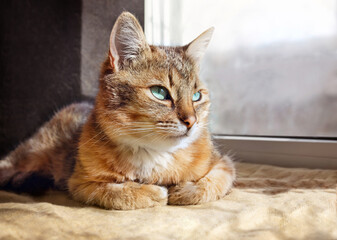 Beautiful domestic cat is sitting near window. Animal's life at home.