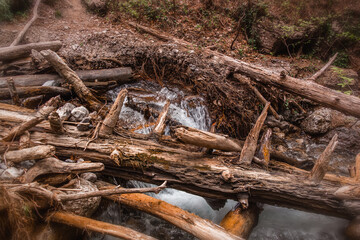 landscape forest river with rocks and pine trees