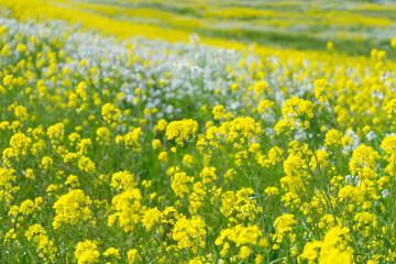 Fototapeta premium 菜の花畑