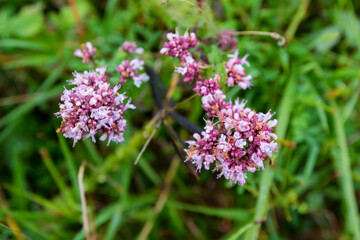Close up of Oregano or Origanum vulgare or wild marjoram