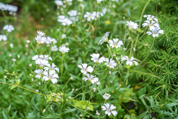 Rabelera holostea or greater stitchwort, greater starwort, and addersmeat