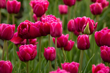 Beautiful flowering tulips in a green meadow. Greeting card concept.