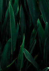Fototapeta na wymiar Tropical leaf, large foliage, abstract green texture, nature background.