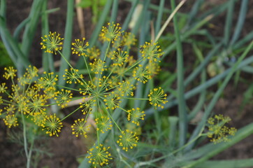 inflorescence 