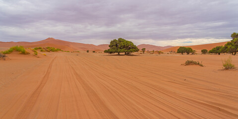 Fototapeta na wymiar On the way to Deadvlei Sossusvlei surrounded by great dunes and green trees