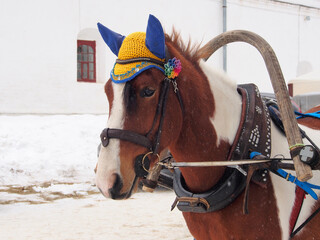 A horse in a smart cap and harness is resting after work, close-up on a blurry background. 
