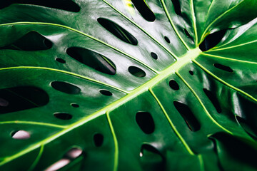 Fototapeta na wymiar Tropical monstera leaves on yellow