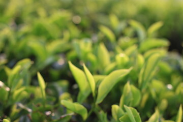 Obraz premium close up photo of tea leaves