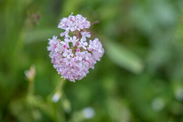 Close up of buddleja davidii or summer lilac, butterfly-bush, or orange eye