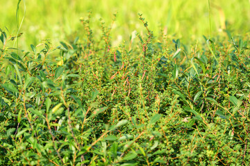 Caragana frutex is a species of flowering plant belonging to family Fabaceae