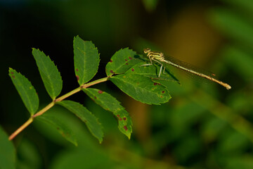 Blaue Federlibelle (Platycnemis pennipes) Weibchen	