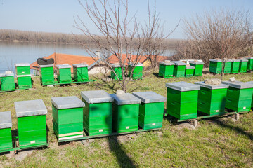 Hives in apiary, rural garden, beautiful spring day, beehives