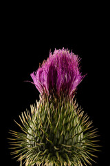 Flower head of carduus field thistle with purple petal florets, covered in web, isolated on a black background