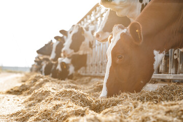 Cows standing in a stall and eating hay © fotofabrika