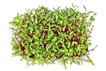 Beet microgreen isolated on a white background. Texture of green leaves close up.