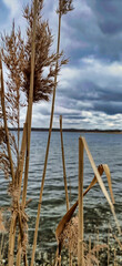 Fototapeta premium Trockenes Schilfgras am Ufer des Cospudener Sees vor weiter Wasserfläche unter dramatischem Wolkenhimmel, Naherholungsgebiet Neuseenland, Leipzig, Sachsen, Deutschland
