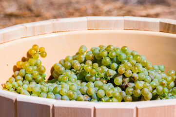 Close-up of white grape harvest under the sun background