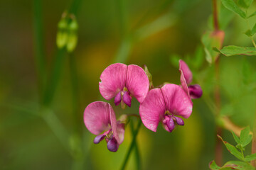 Blüten der Breitblättrige Platterbse (Lathyrus latifolius)