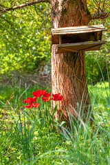 blooming red tulips grow in a group on a tree trunk