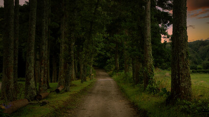 Fototapeta premium Hiking trail in the forest