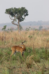 Wildlife