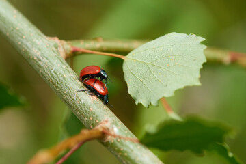 Pappelblattkäfer (Chrysomela populi) bei der Paarung