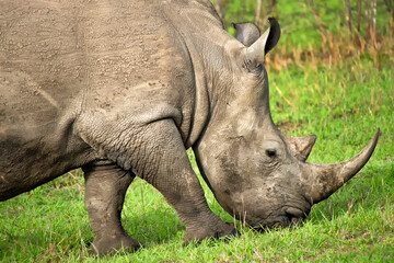 Fototapeta premium White Rhinoceros, Ceratotherium simum, Square-lipped Rhinoceros, Kruger National Park, South Africa, Africa