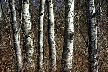 Fototapeta premium birch trunks display their white bark. Nathaniel Cole Park in Harpursville in Broome County in Upstate NY. A stand of white birch trees in early spring. Brown woods before green of spring arrives.