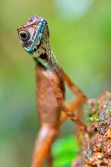 Brown-patched Kangaroo Lizard, Wiegmann's Agama, Otocryptis wiegmanni, Sinharaja National Park Rain Forest, World Heritage Site, UNESCO, Biosphere Reserve,  Sri Lanka, Asia