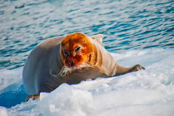 Bearded Seal, Erignathus barbatus, Arctic, Spitsbergen, Svalbard, Norway, Europe