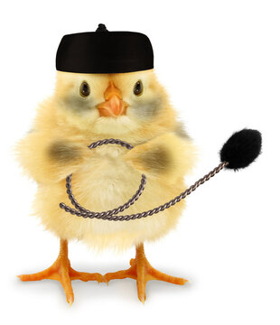 Cute chick chimney sweep with wire brush funny conceptual photo 